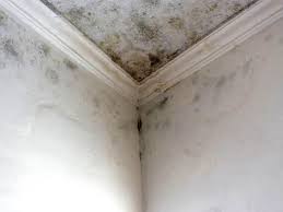 Best Mold Prevention Services  in Rockport, IN